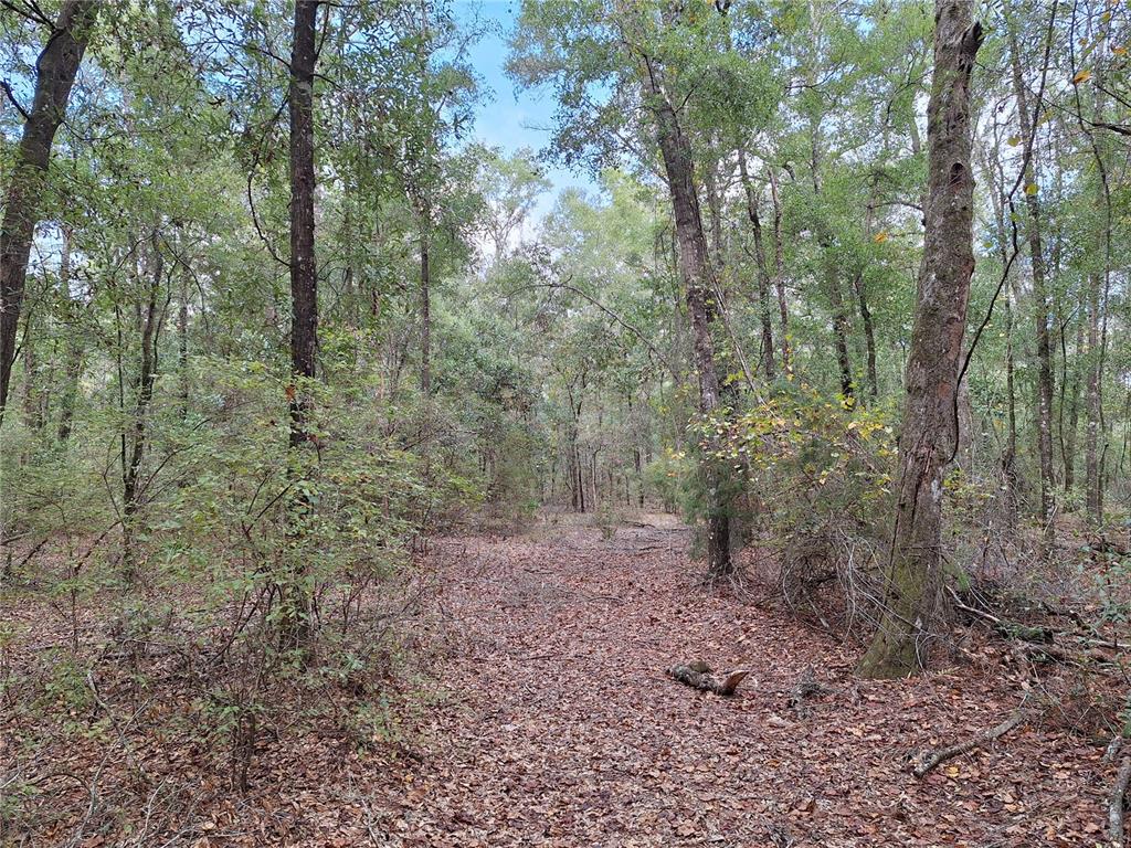0 Southwest County Road 138 Fort White, FL 32038 - Photo 7 of 28 a view of a forest with trees in the background