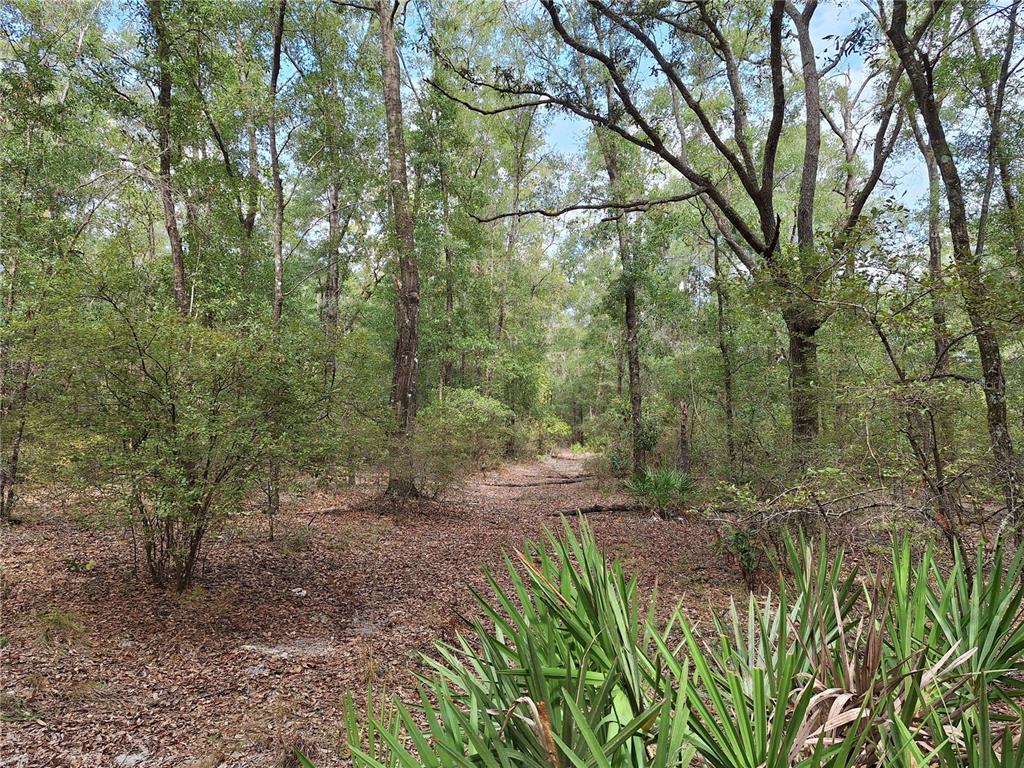 0 Southwest County Road 138 Fort White, FL 32038 - Photo 8 of 28 a view of a forest filled with trees