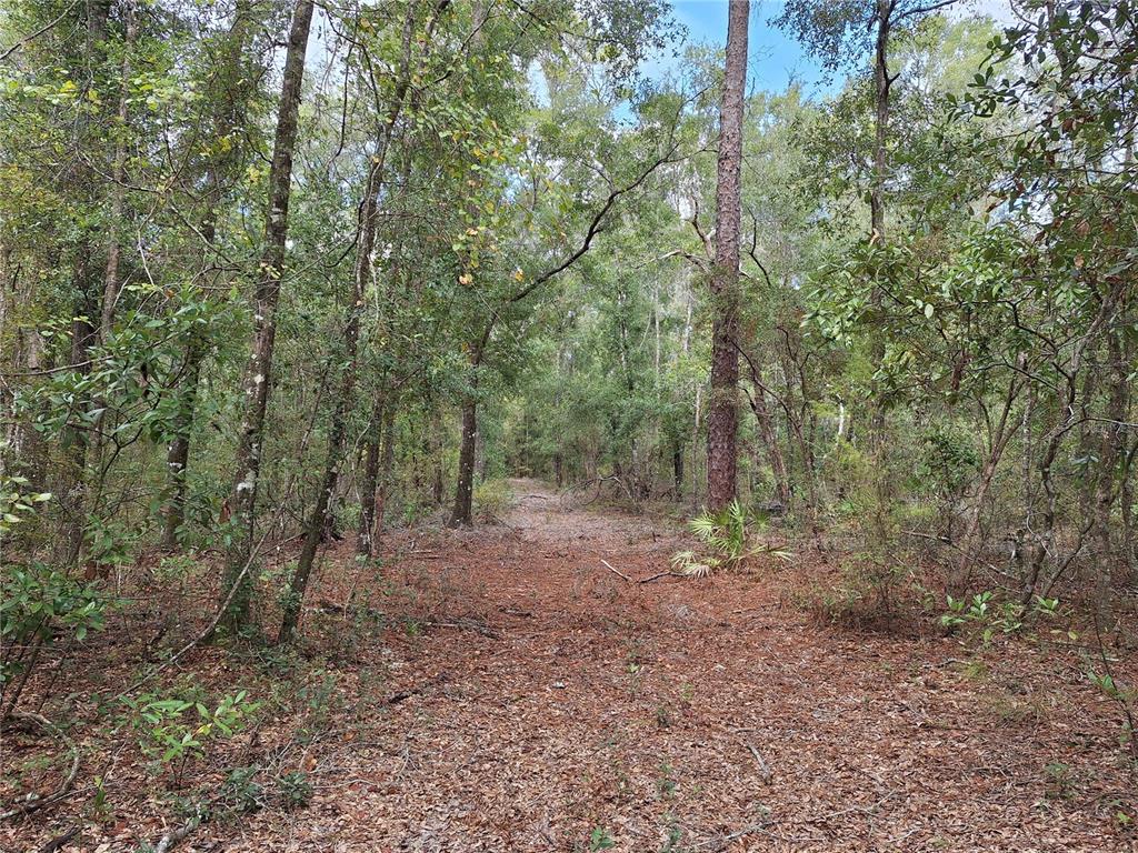 0 Southwest County Road 138 Fort White, FL 32038 - Photo 9 of 28 a view of a forest with trees in the background