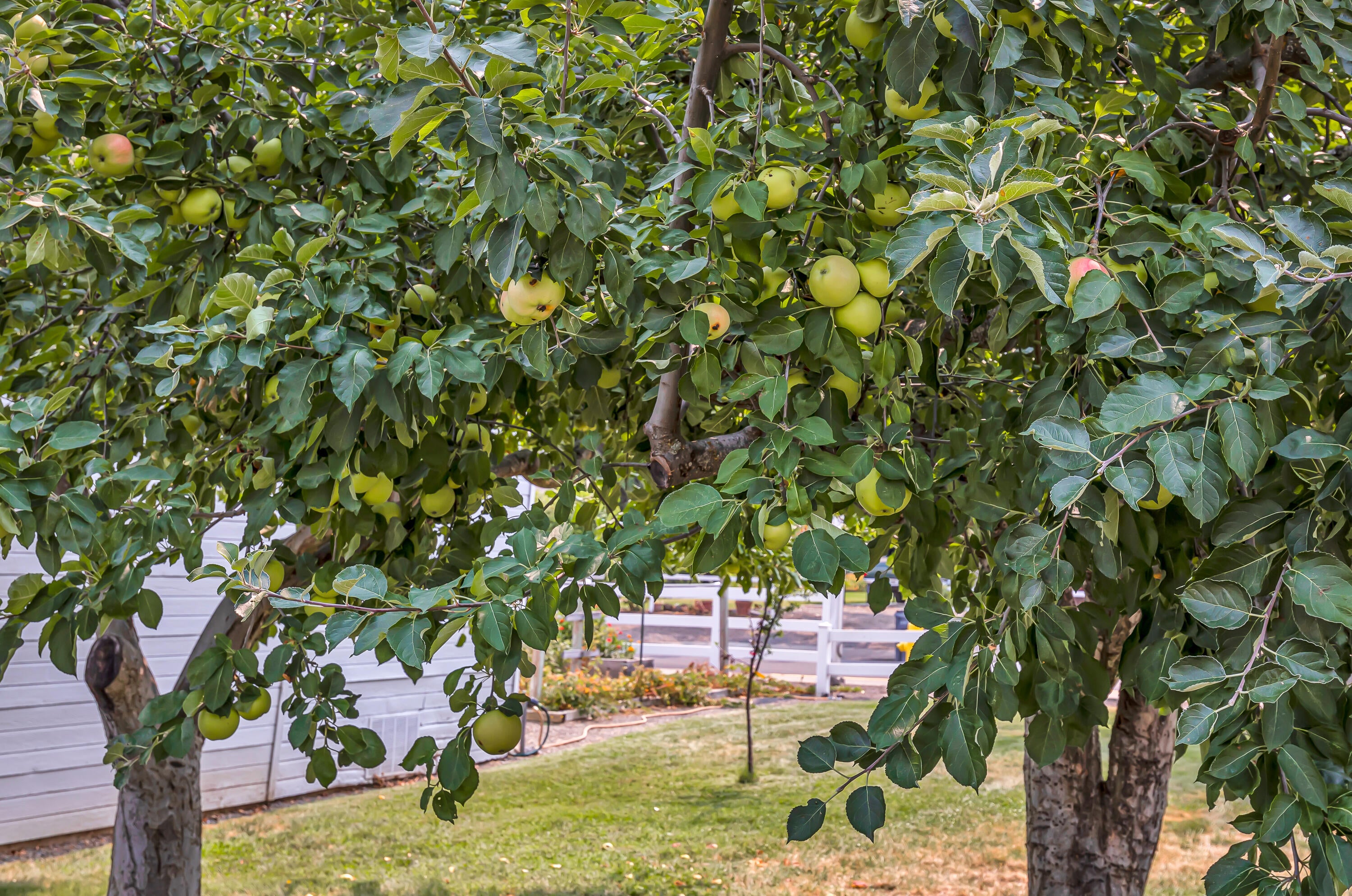 3821 Hilsinger Road Phoenix, OR 97535 - Photo 42 of 47 Small Orchard