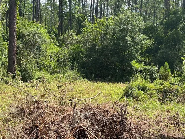 a view of a garden with plants