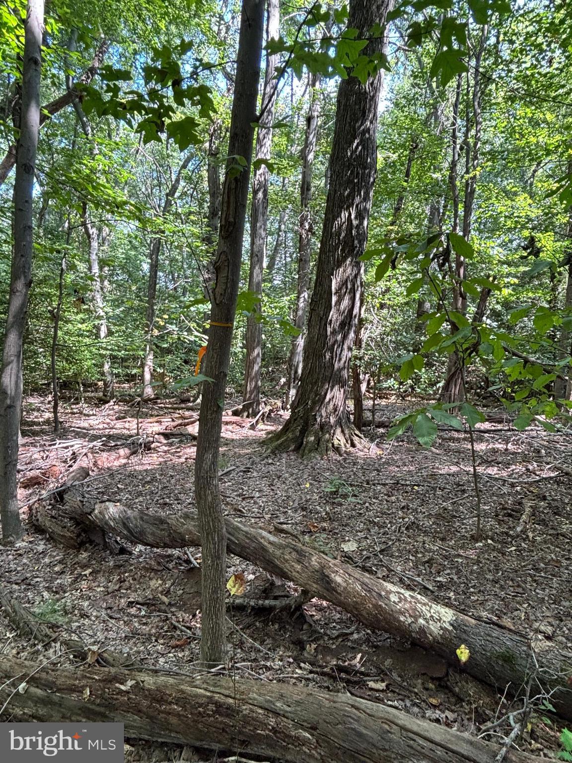 11409 Riverview Road Fort Washington, MD 20744 - Photo 12 of 15