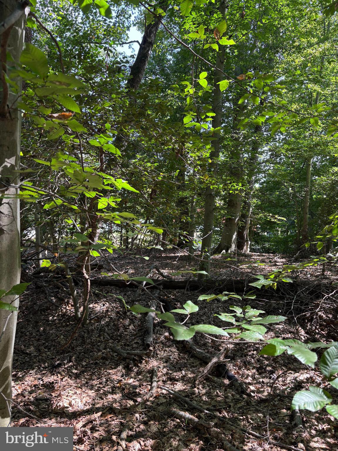 11409 Riverview Road Fort Washington, MD 20744 - Photo 3 of 15