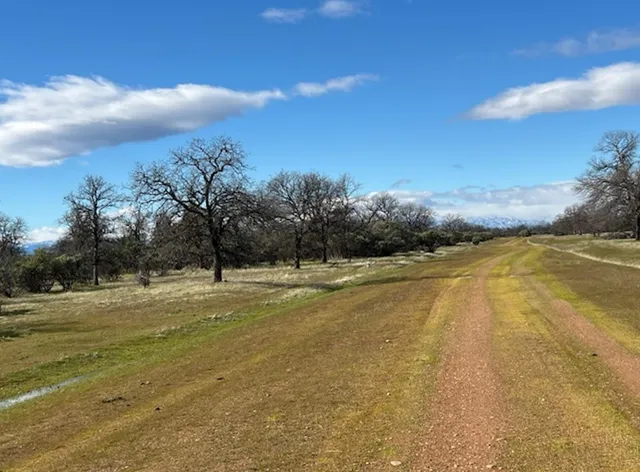 a view of a field with a tree