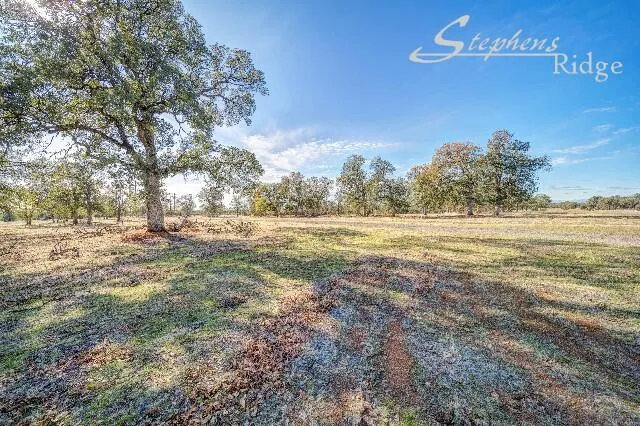a view of a park with large trees