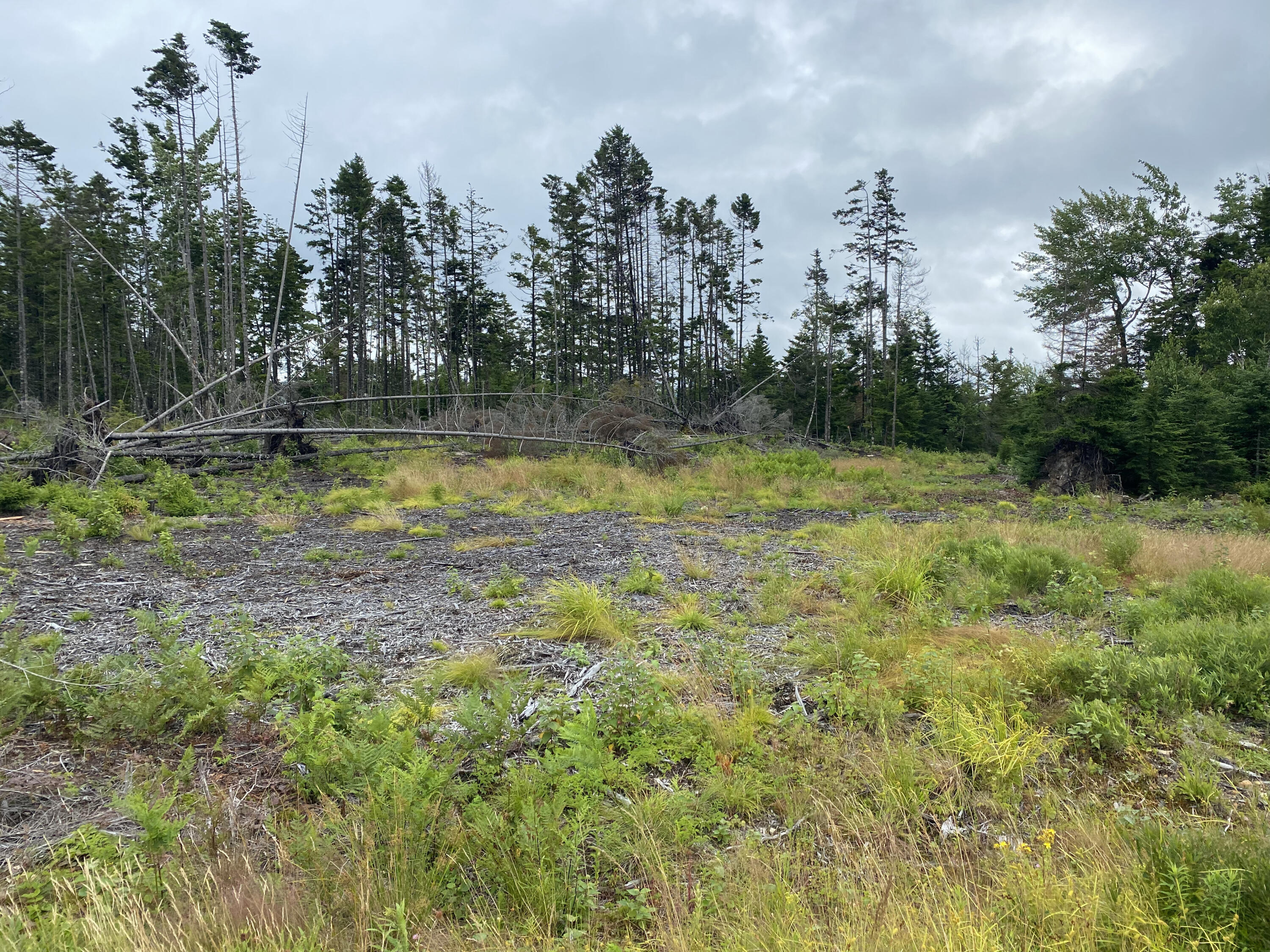45 Peninsula Shores Road Corea, ME 04624 - Photo 11 of 35 IMG_7255