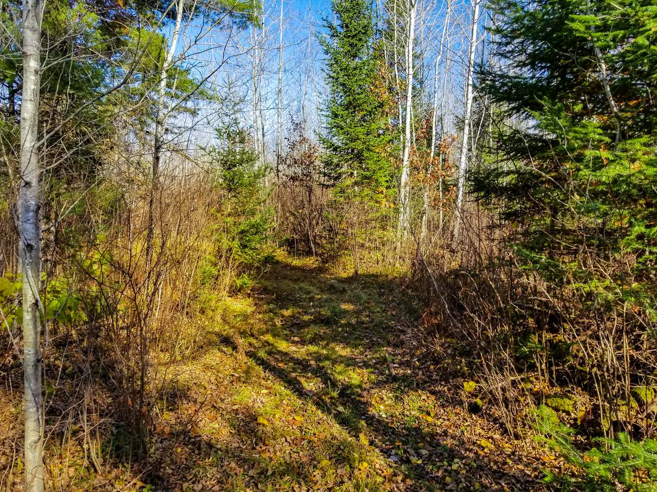 Lot 3 Lake Nokomis Road Tomahawk, WI 54487 - Photo 7 of 22 Gallery Image 7