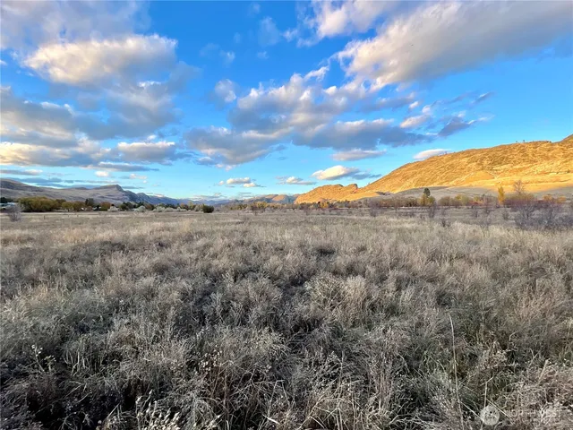 a view of a dry yard with large trees