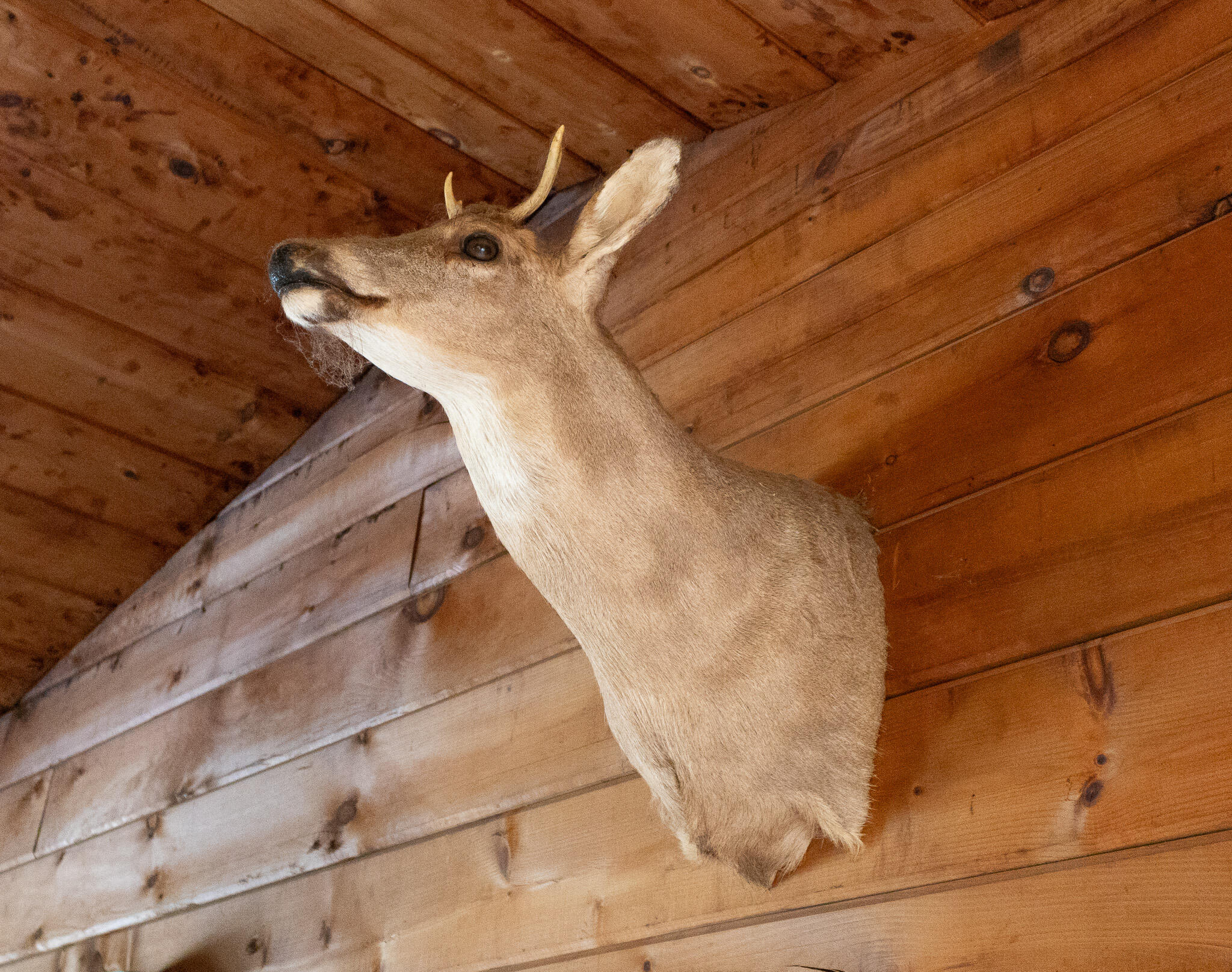 220 Eleanor Mae Road Deblois, ME 04622 - Photo 22 of 46 Deer