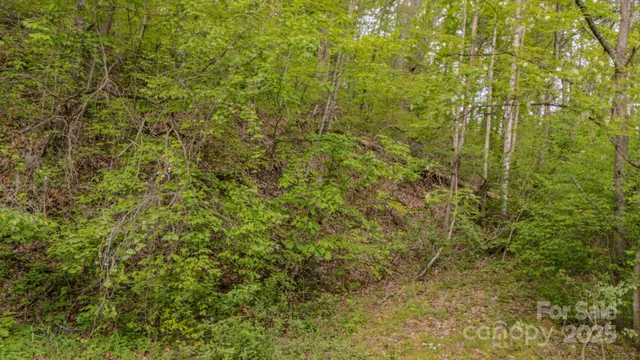 a view of a garden with plants