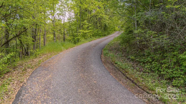 a view of a forest with a tree