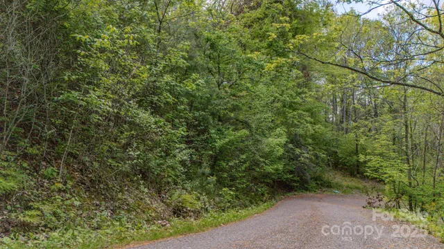 a view of a forest with a tree