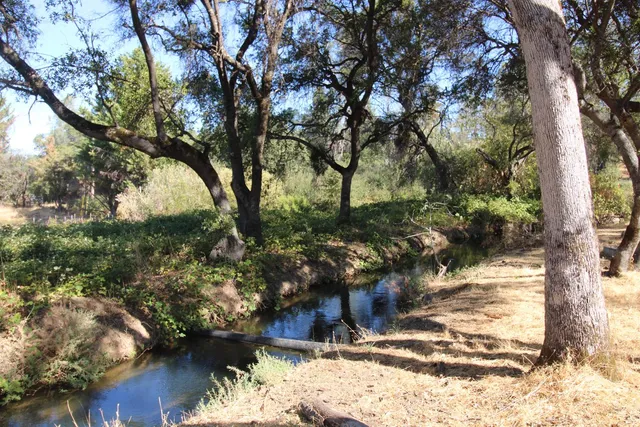 a view of a yard with trees
