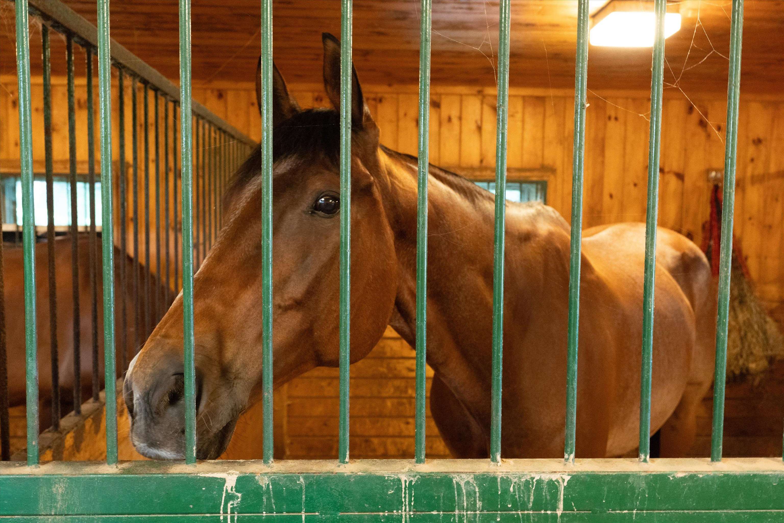 115 Mansion Road Dunbarton, NH 03046 - Photo 37 of 38