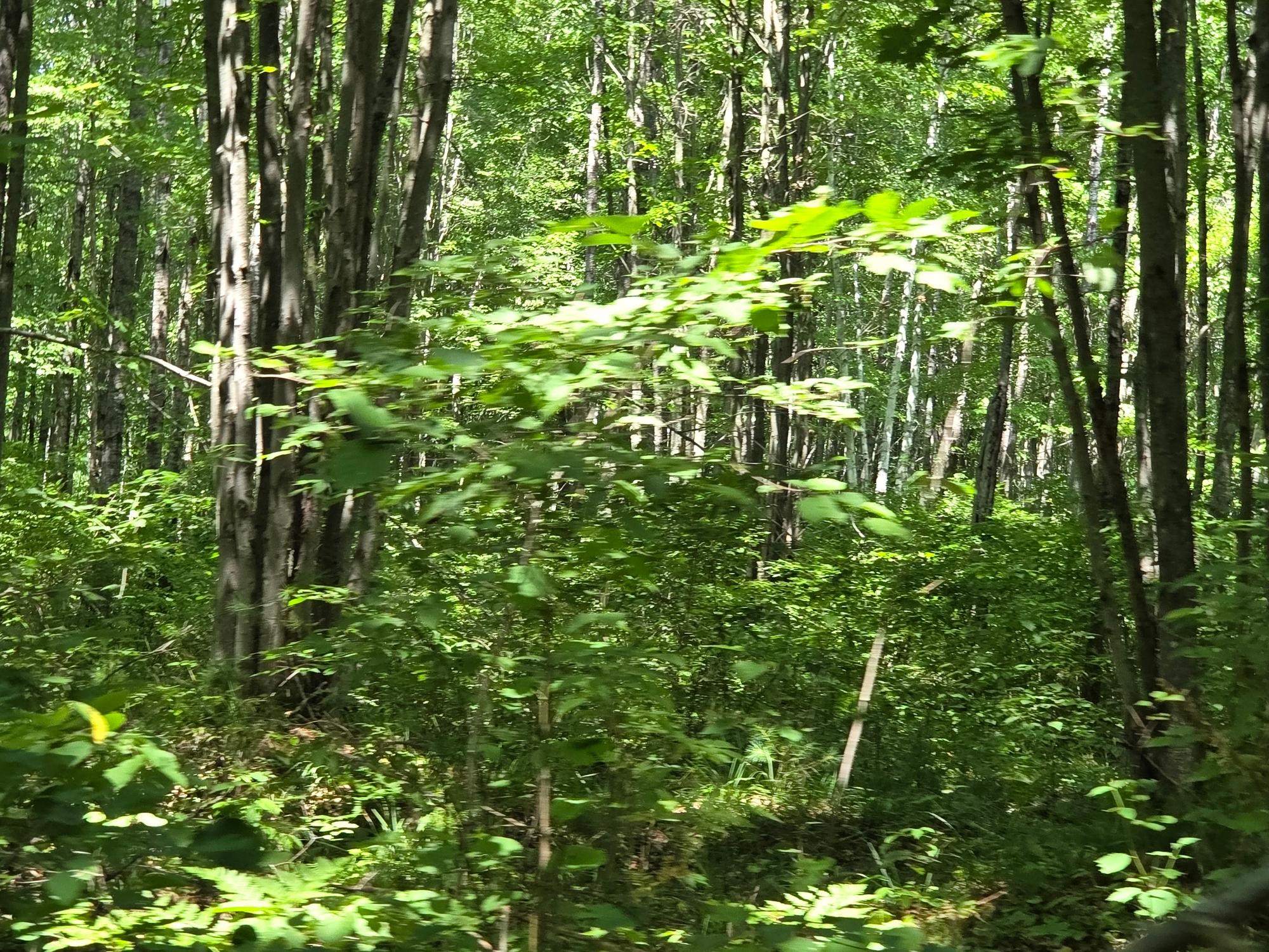 On Oakridge Road Harshaw, WI 54529 - Photo 51 of 75