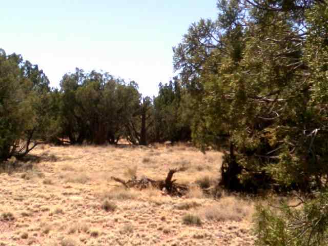 Lot 152 Woodridge Ranch Concho, AZ 85924 - Photo 2 of 11