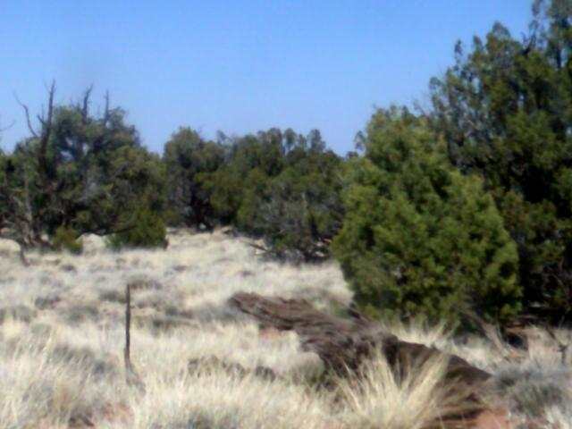 Lot 152 Woodridge Ranch Concho, AZ 85924 - Photo 8 of 11