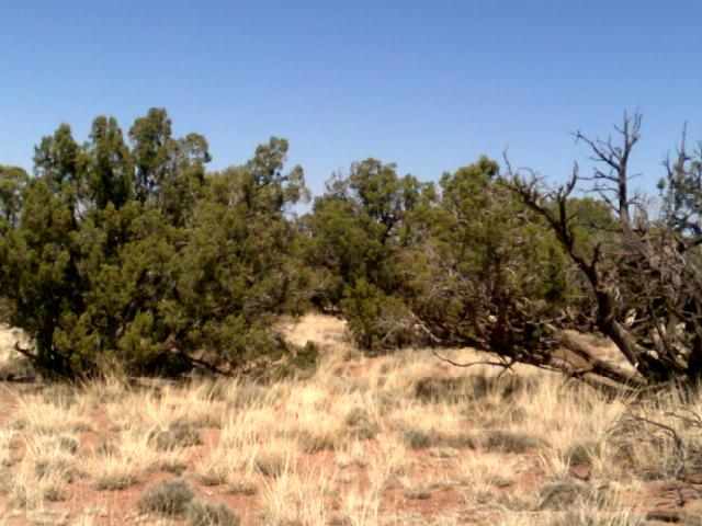 Lot 152 Woodridge Ranch Concho, AZ 85924 - Photo 10 of 11