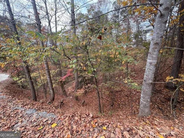 a view of a forest with lots of trees