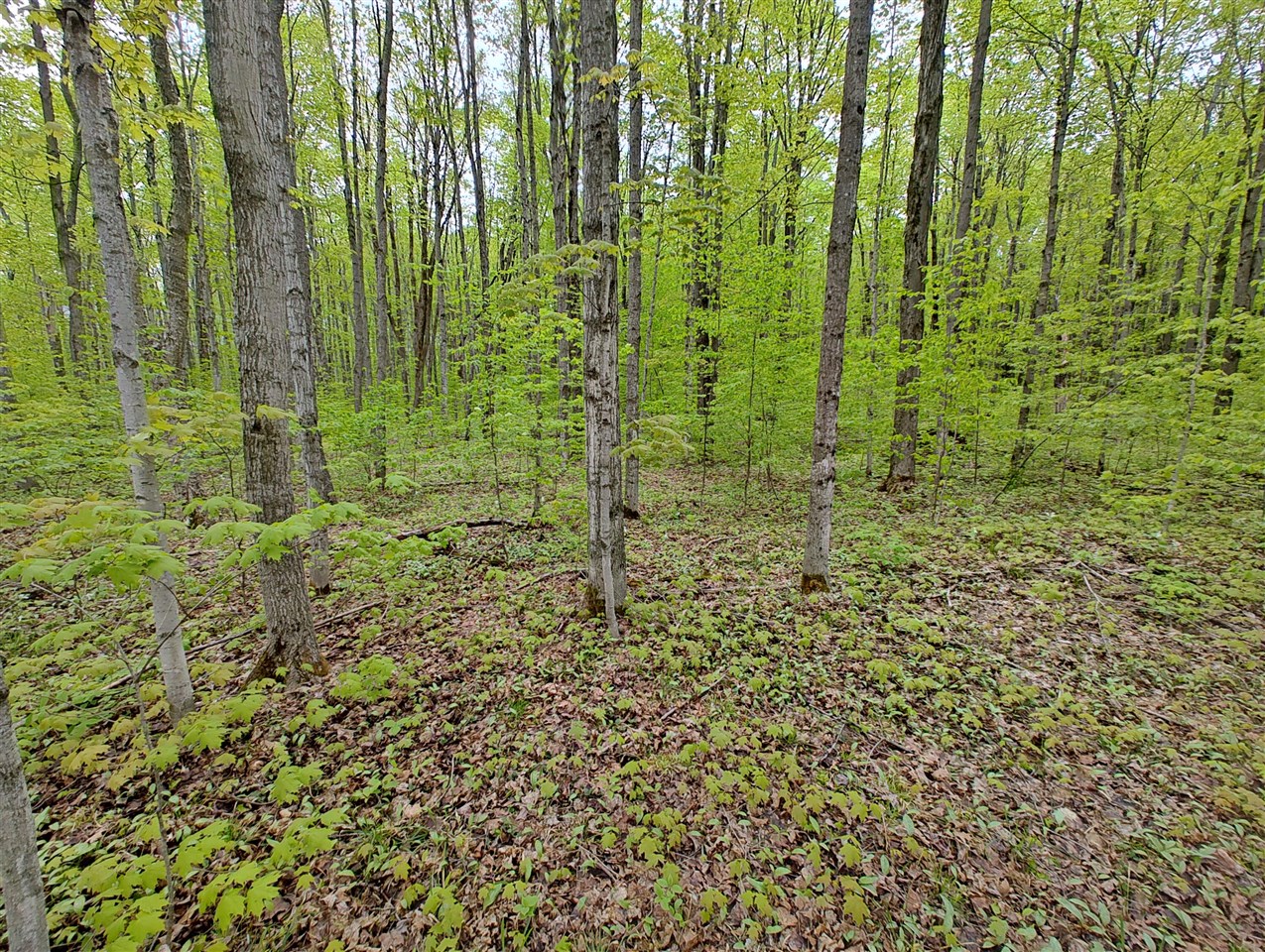 Vl Covert Road Northeast Mancelona, MI 49659 - Photo 5 of 22