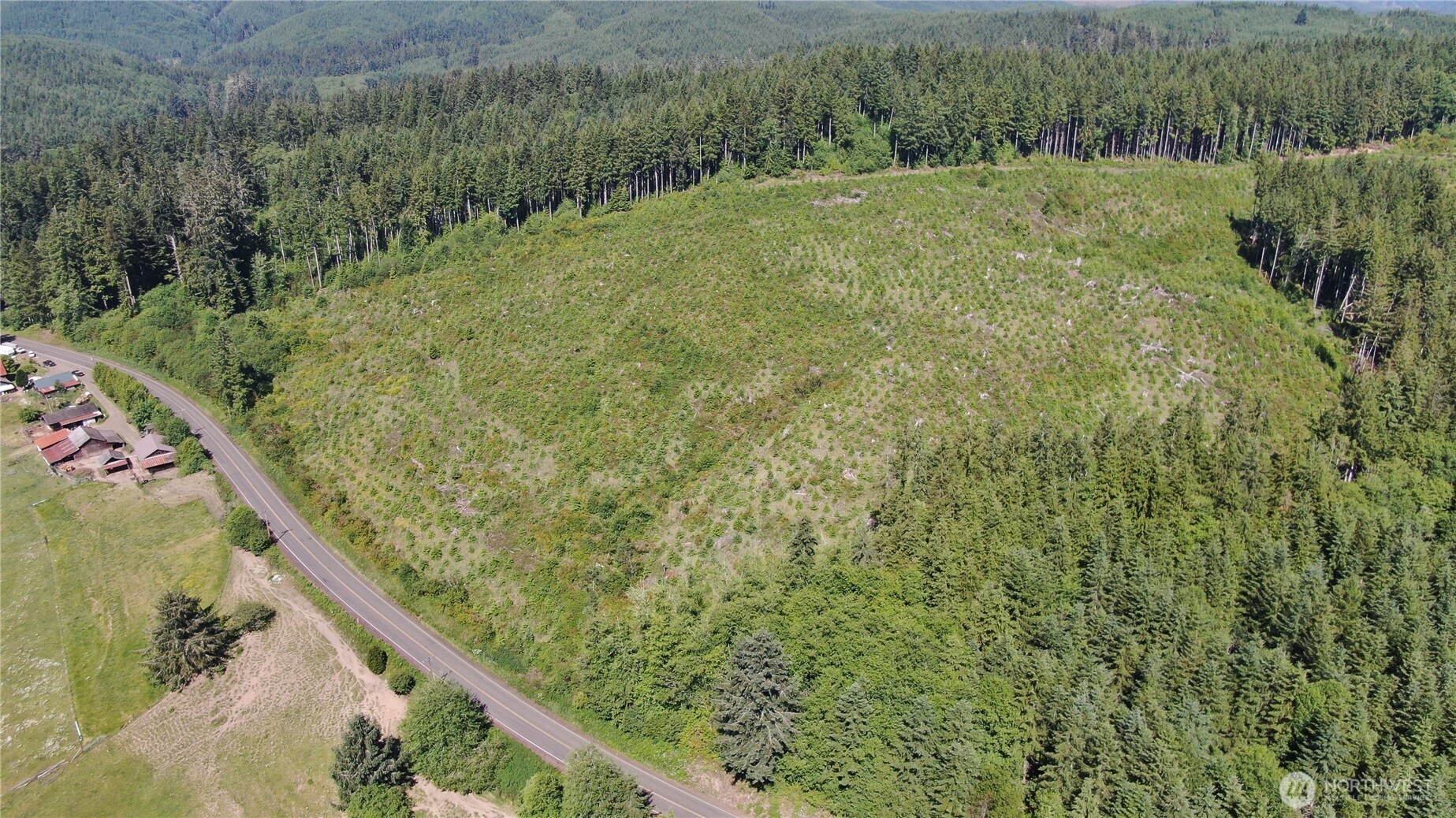 0 Butte Creek Road Raymond, WA 98577 - Photo 2 of 11 a view of a lush green forest with large trees
