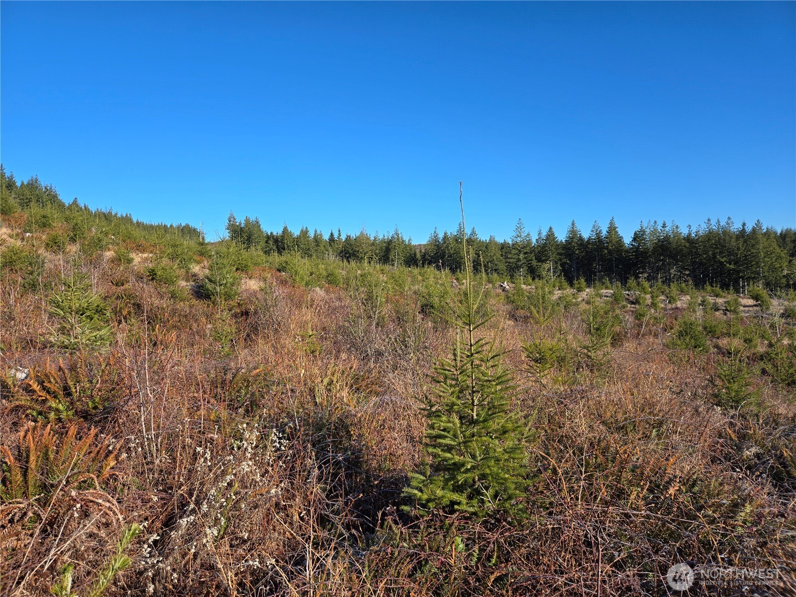 0 Butte Creek Road Raymond, WA 98577 - Photo 7 of 11 a view of a yard