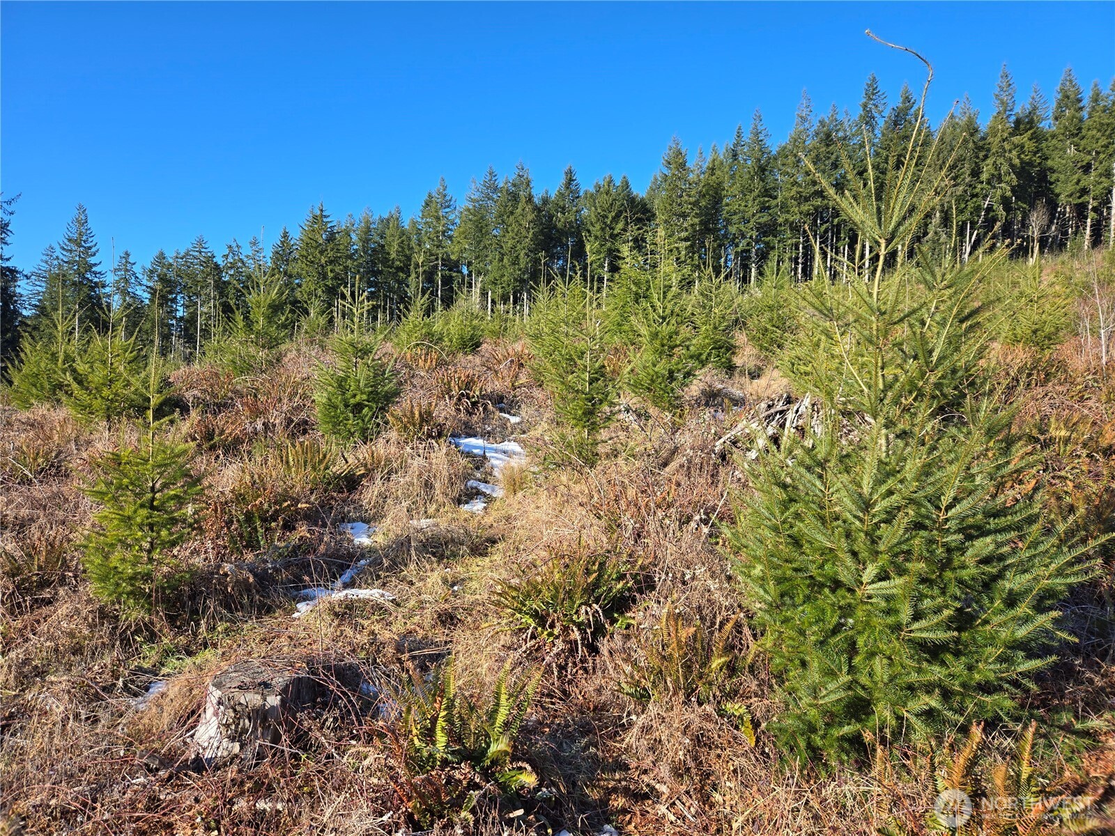 0 Butte Creek Road Raymond, WA 98577 - Photo 8 of 11 a view of a garden with a tree