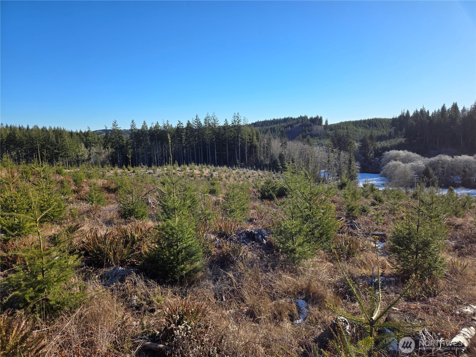 0 Butte Creek Road Raymond, WA 98577 - Photo 10 of 11 a view of a yard with a tree