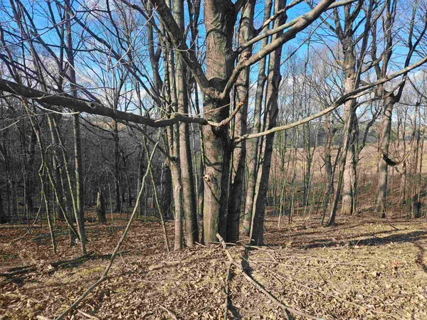 $12,000 | Lot 954 Hidden Springs, La Valle, WI 53941