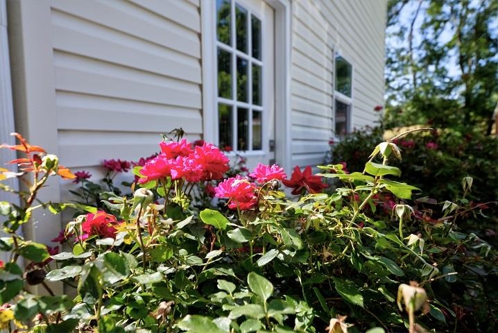 670 Rockfish Road Waynesboro, VA 22980 - Photo 22 of 58 a flower plants in front of a house