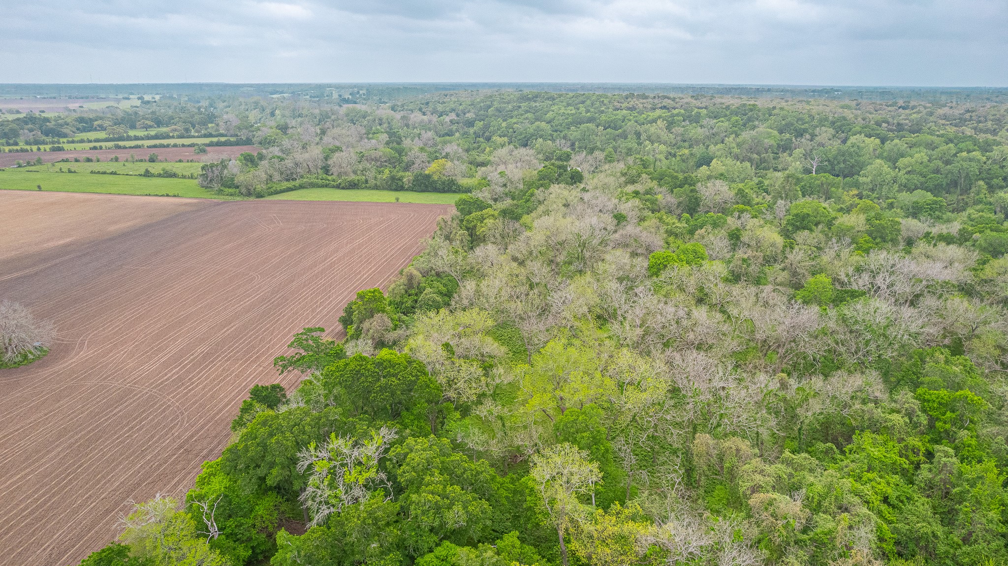 130.5-acres 130.5-acres Edgewood Columbus, TX 78934 - Photo 12 of 16