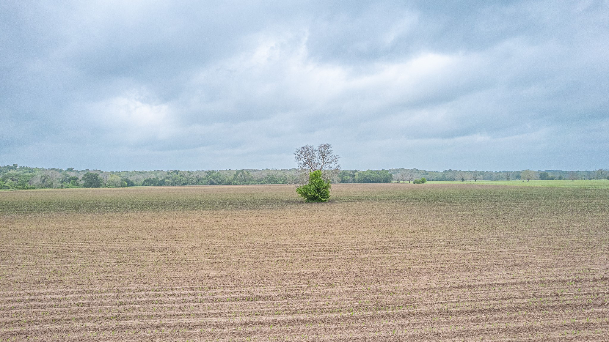 130.5-acres 130.5-acres Edgewood Columbus, TX 78934 - Photo 13 of 16