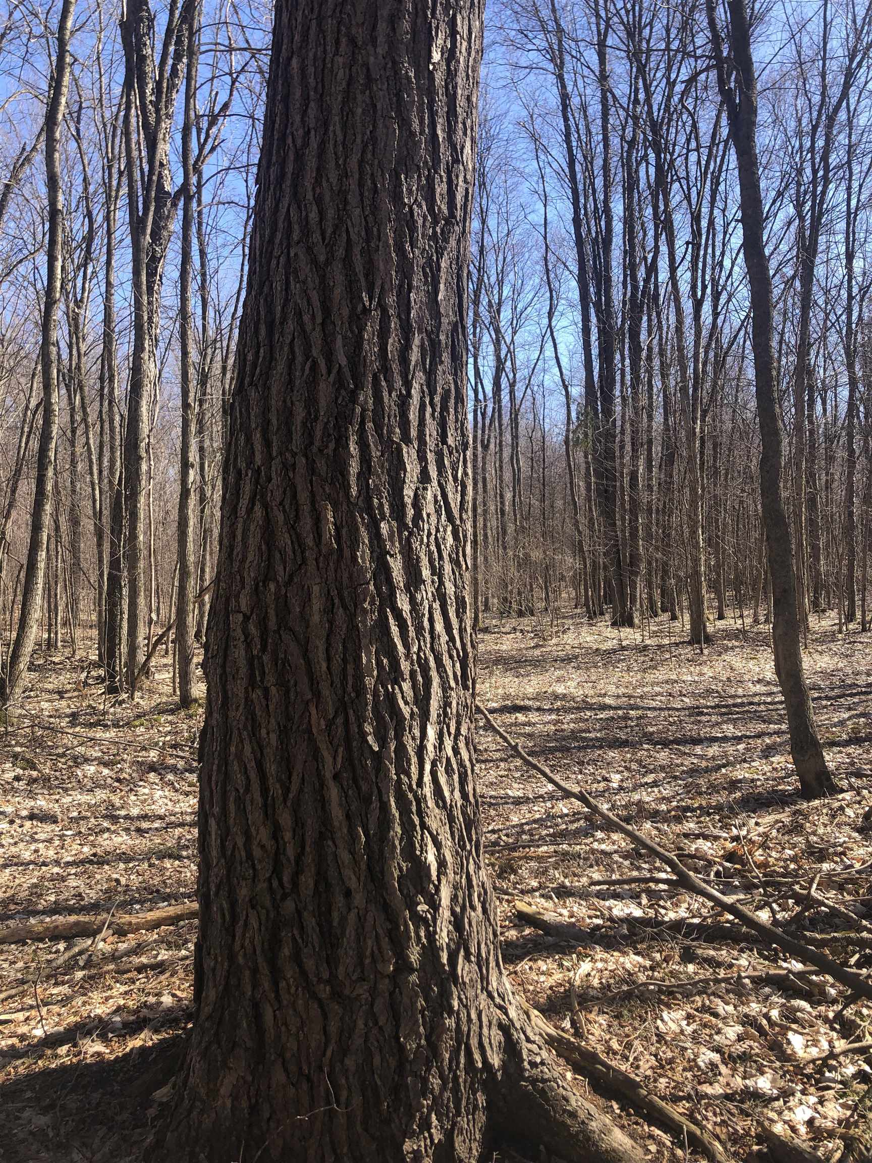 9 South 9 Mile Road Copemish, MI 49625 - Photo 12 of 35