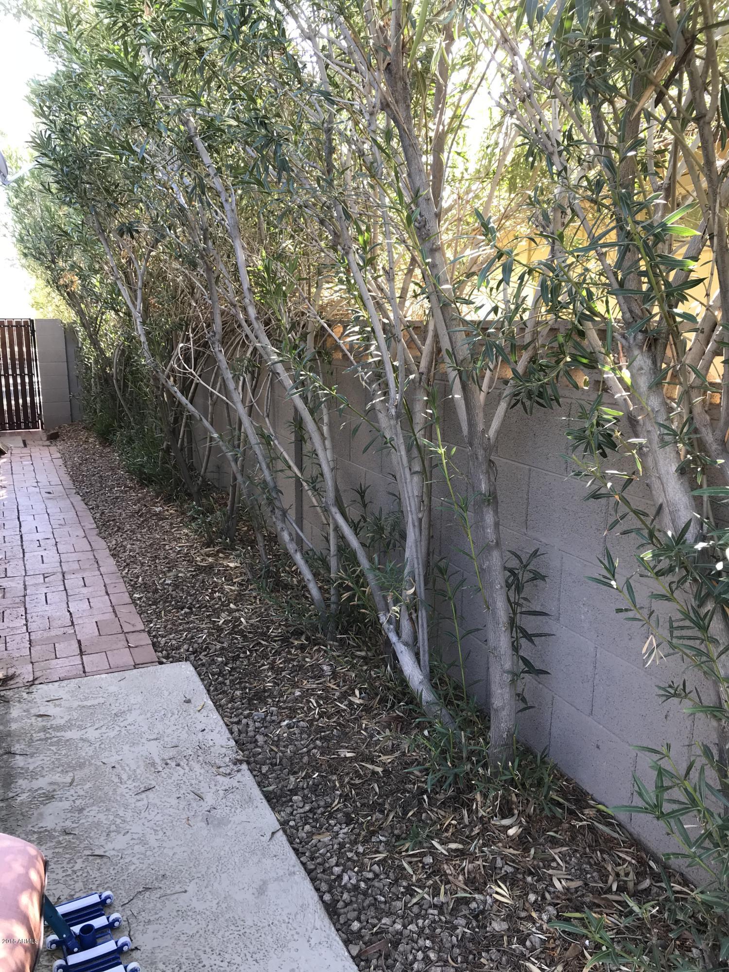2626 South Evergreen Road Tempe, AZ 85282 - Photo 26 of 32 IMG_3386