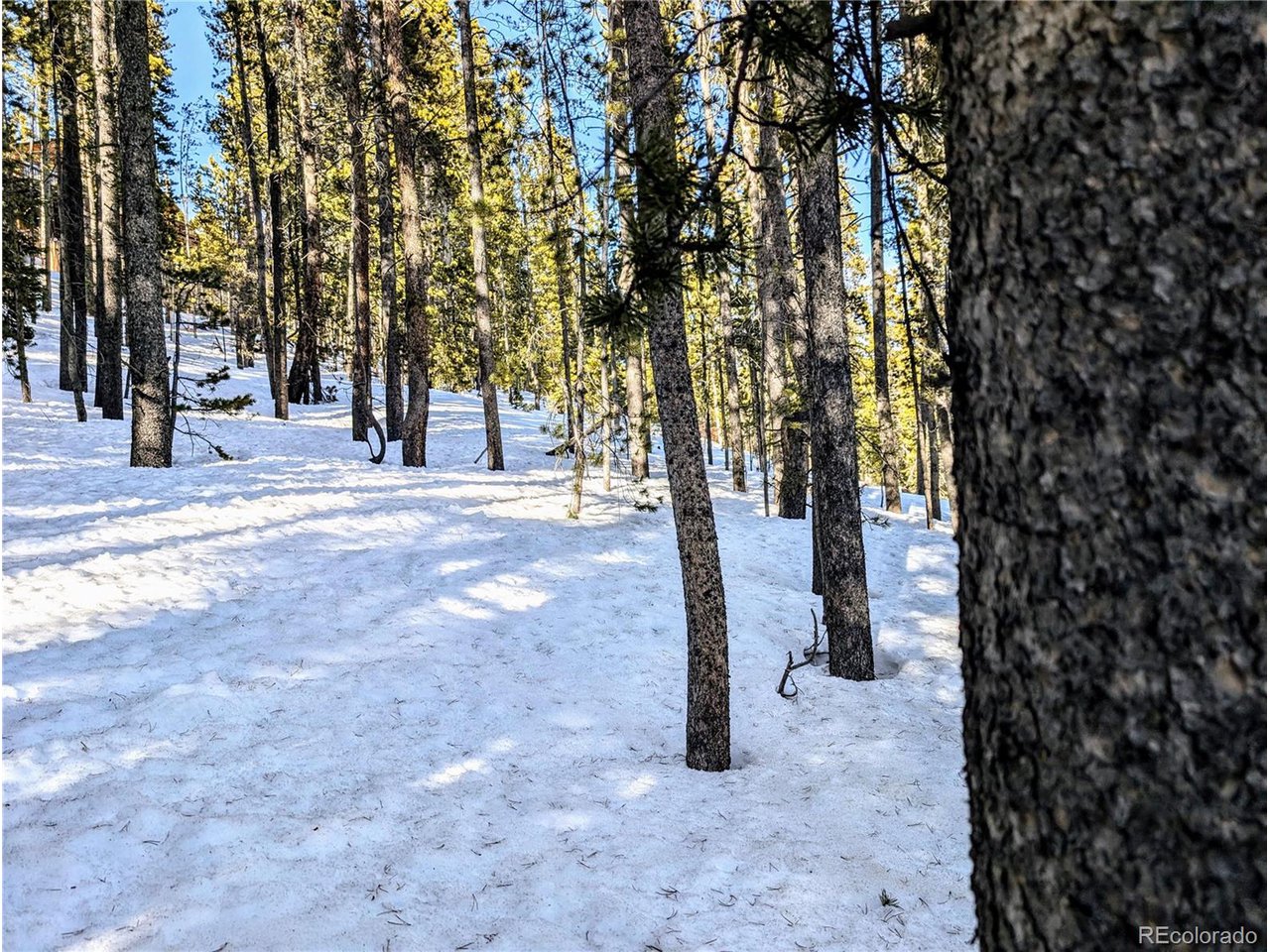 677 Alice Road Idaho Springs, CO 80452 - Photo 12 of 17 a view of a forest with trees