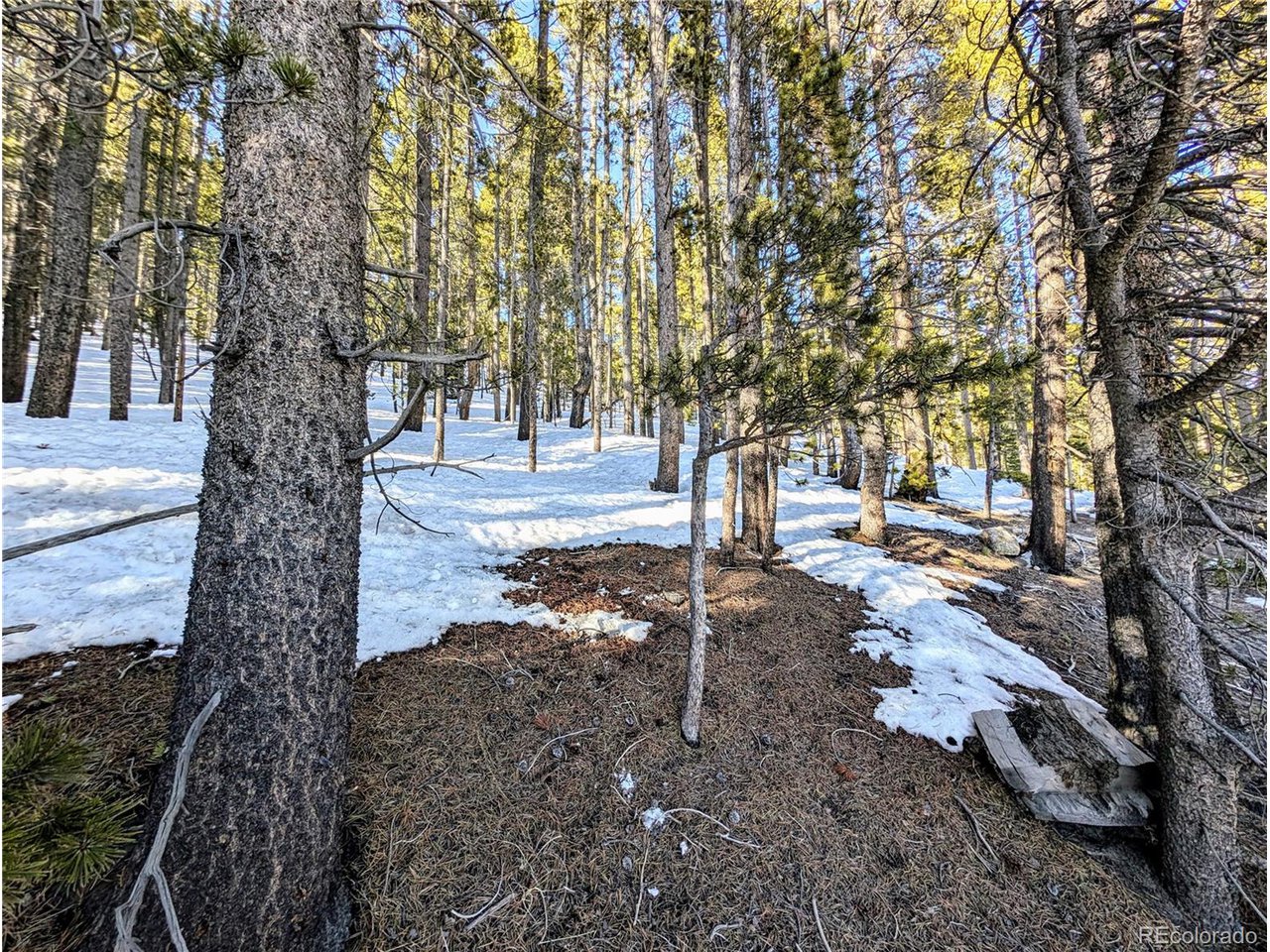 677 Alice Road Idaho Springs, CO 80452 - Photo 2 of 17 a view of a yard with trees