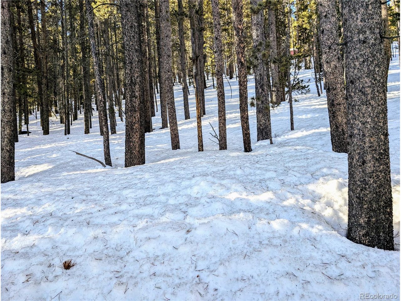 677 Alice Road Idaho Springs, CO 80452 - Photo 3 of 17 a view of a yard with large trees