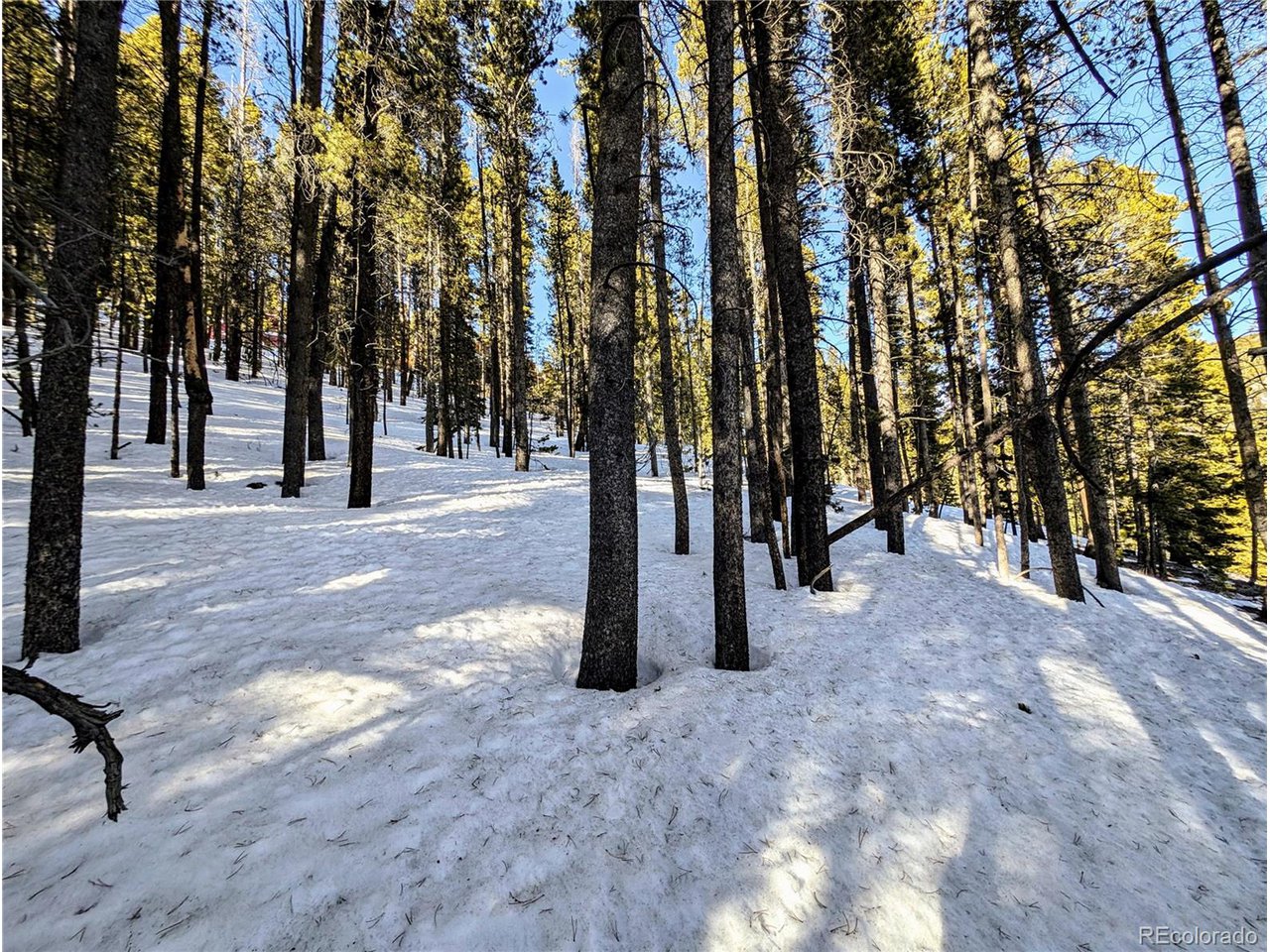 677 Alice Road Idaho Springs, CO 80452 - Photo 6 of 17 a view of a park with trees and a house