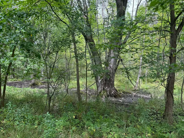 $9,900 | Pawnee Trail, Evart, MI 49631