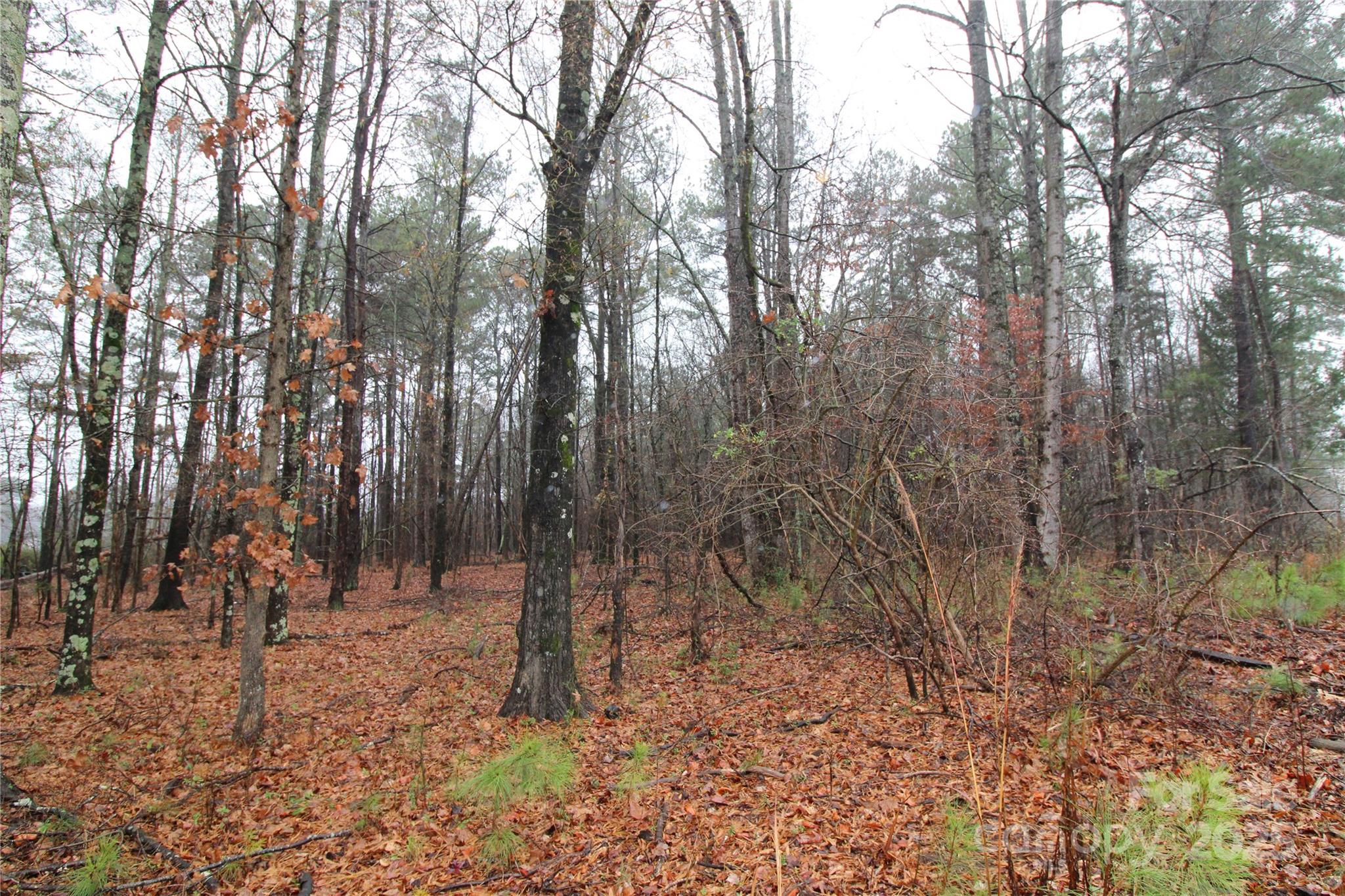 9-ac Eaker Road, Unit LOT L Bessemer City, NC 28016 - Photo 2 of 4 a view of a forest filled with trees