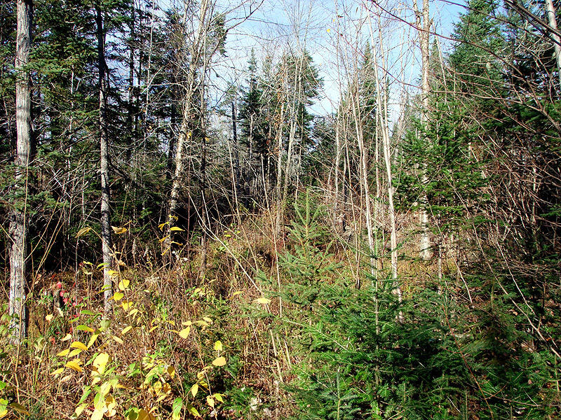 353 South Hemore Road Houlton, ME 04730 - Photo 10 of 35 lansingjones-ext8