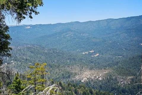 a view of a bunch of trees and bushes
