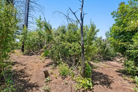 a view of a yard with plants and large trees