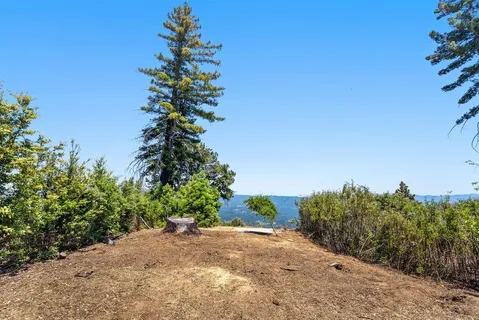 a view of a yard with plants and a trees