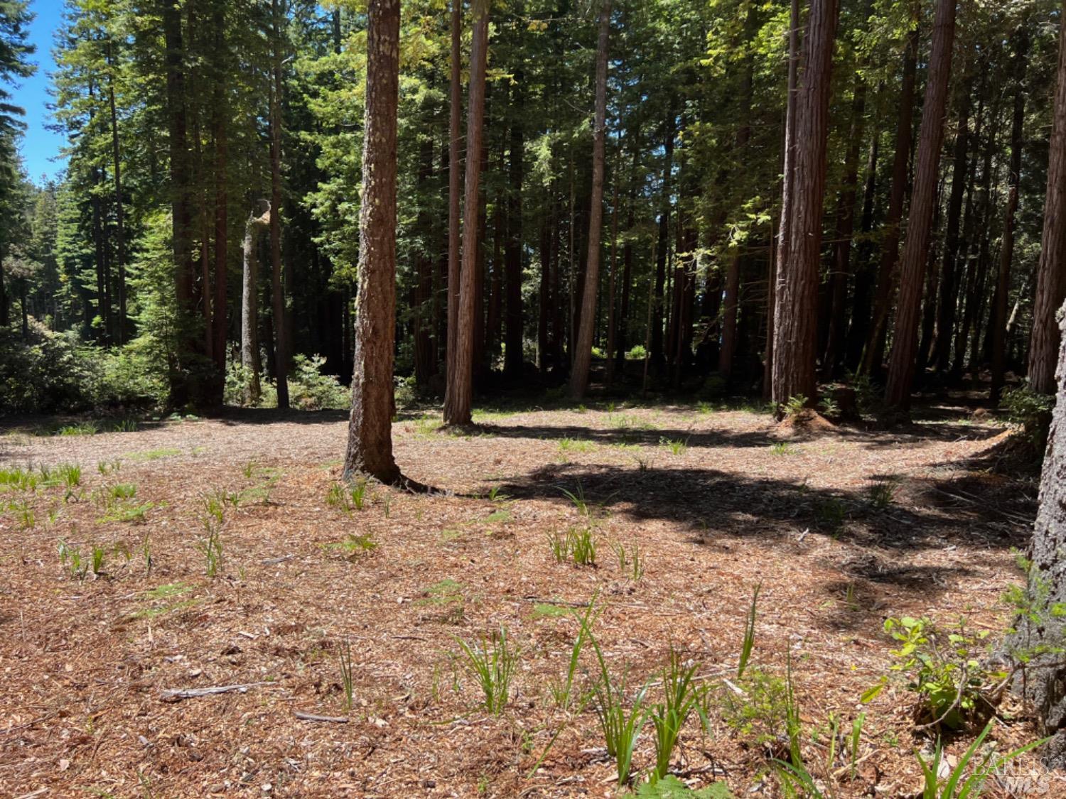 22039 Timber Cove Road Jenner, CA 95450 - Photo 1 of 1 a view of road and trees