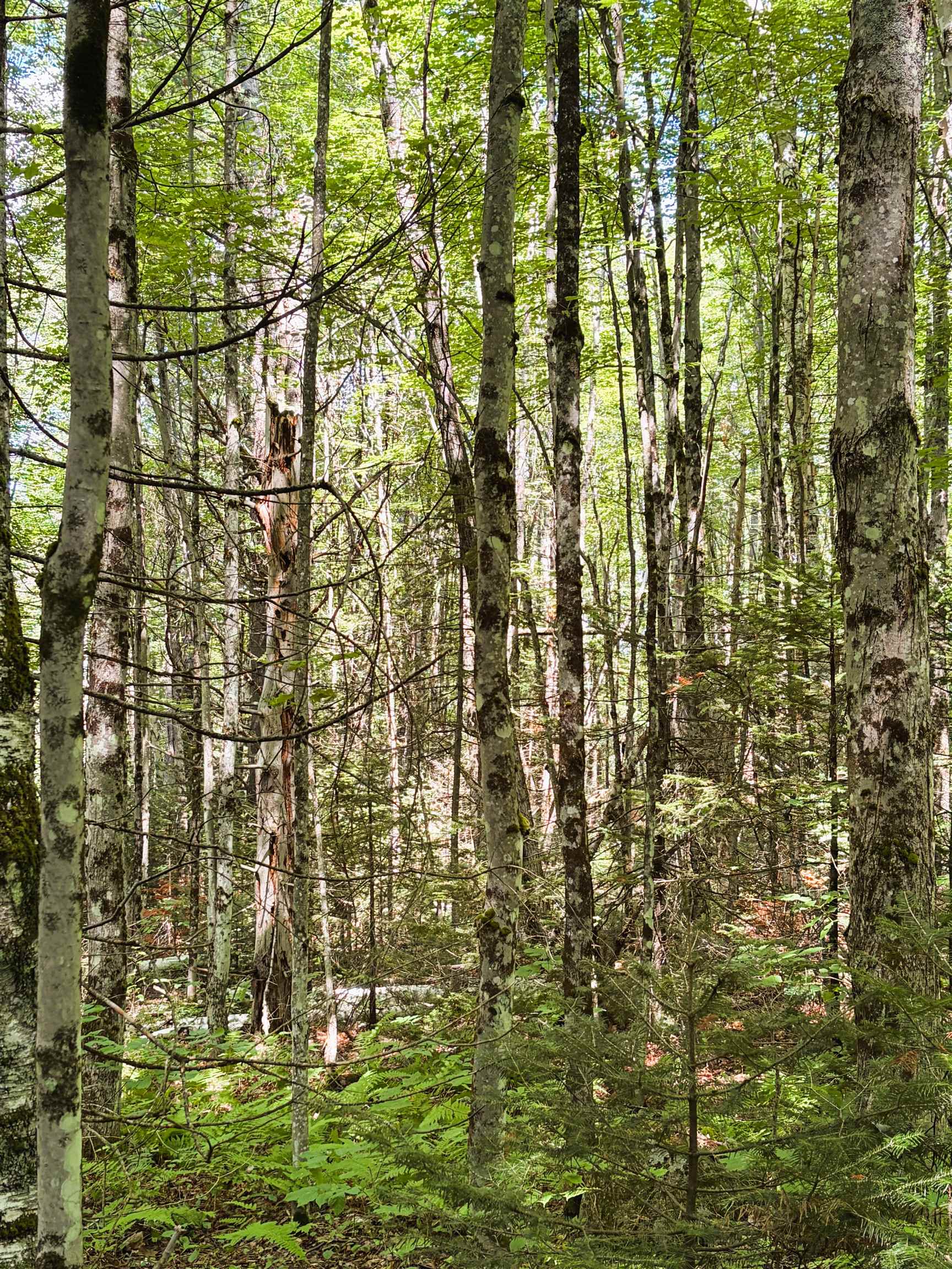 0 Osgood Farm Road Littleton, NH 03561 - Photo 21 of 58 Gallery Image 21