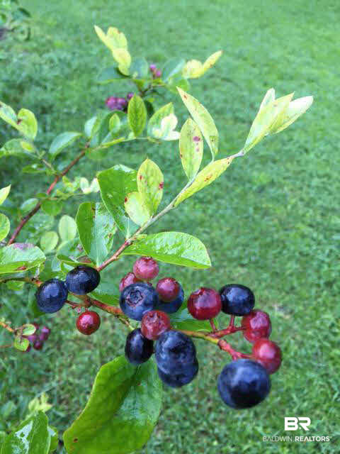 7346 Cook Road Foley, AL 36535 - Photo 33 of 36 Blueberry Trees