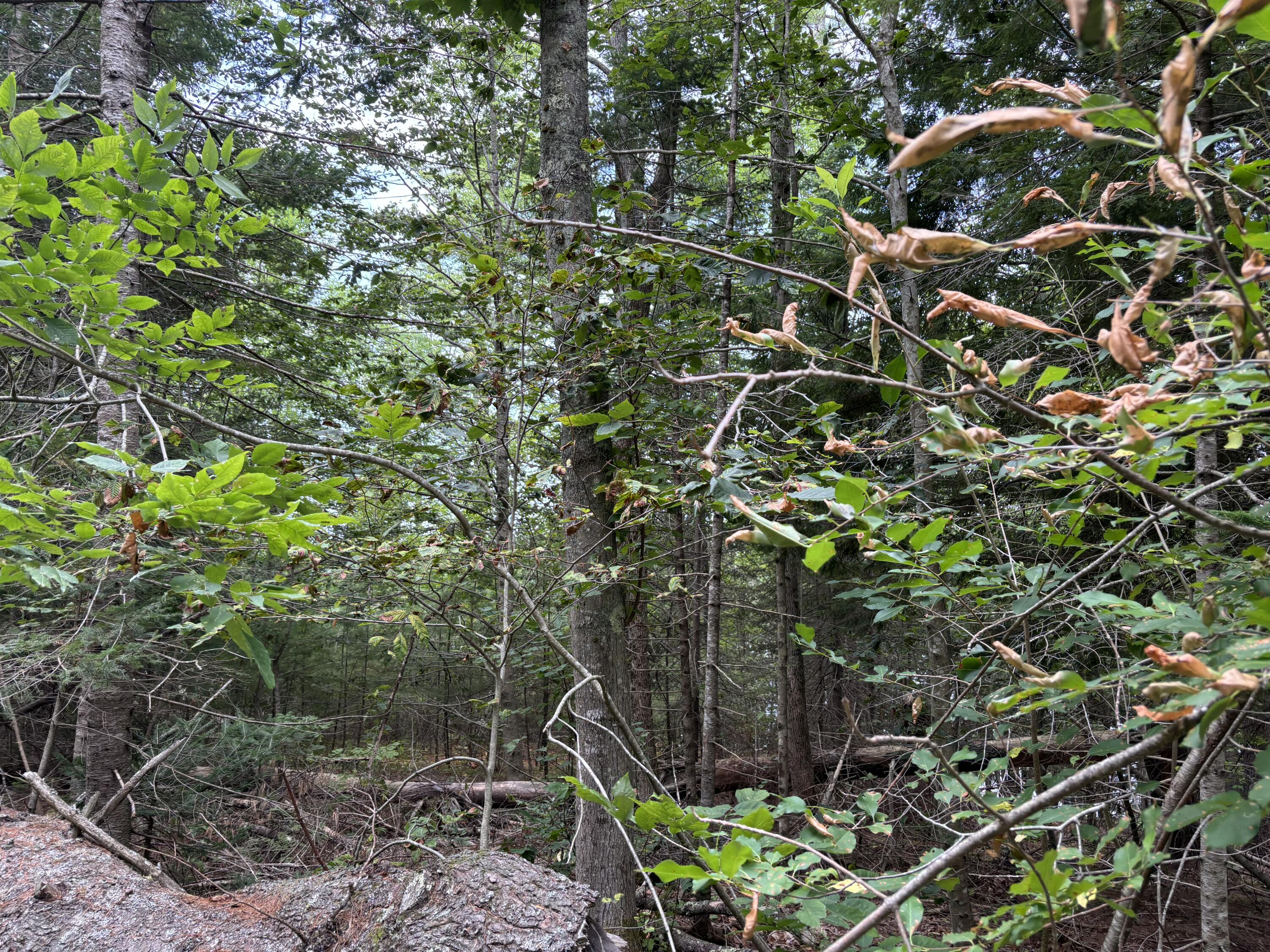 0 Ripley Lane Washington, ME 04574 - Photo 18 of 26 IMG_2019