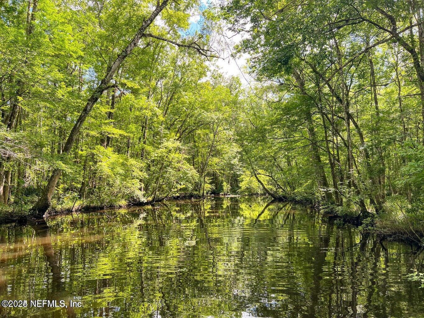 247 Beale Avenue St. Augustine, FL 32092 - Photo 57 of 62 a close up of a tree