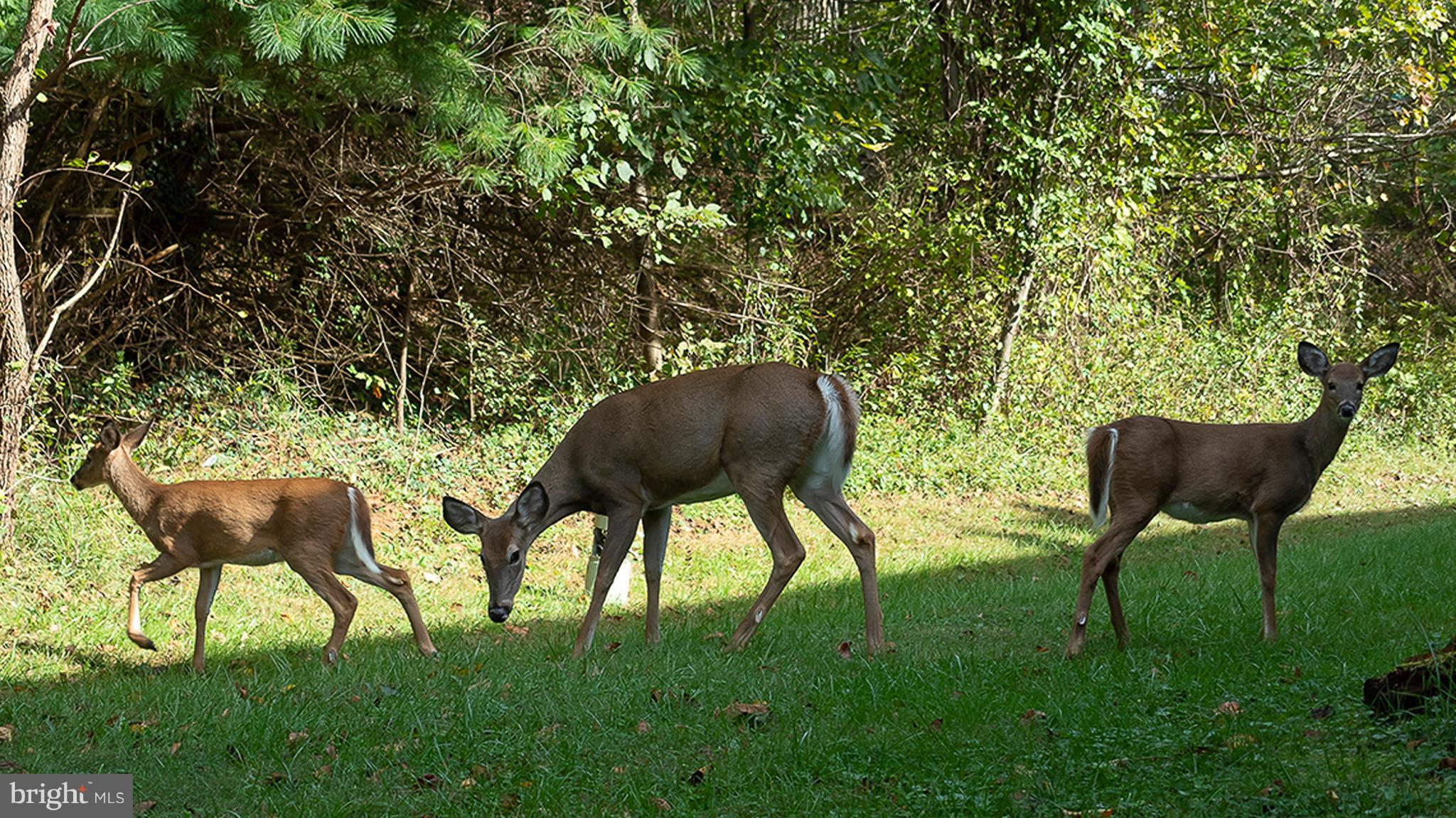 8256 Vosges Road Baltimore, MD 21244 - Photo 28 of 30 Back Yard